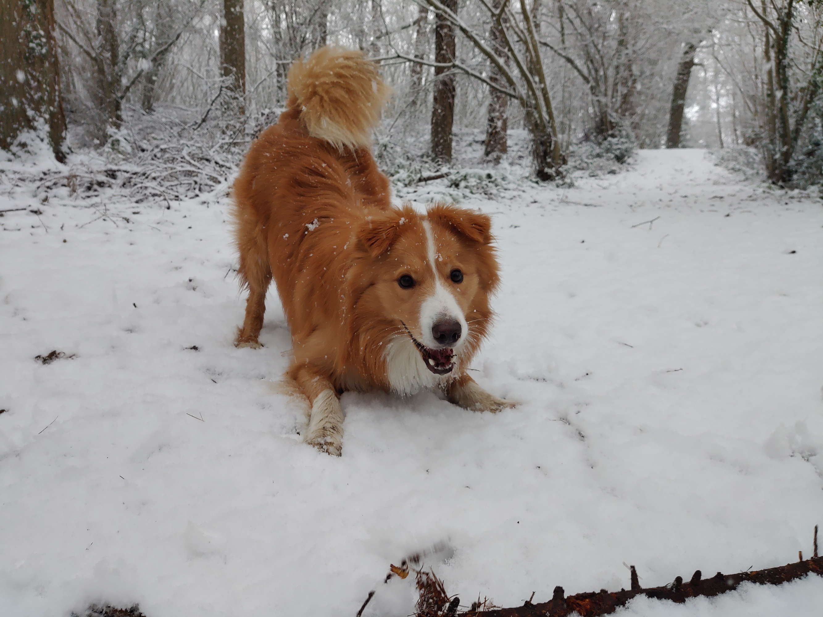 Golden Border Collie Arthur - the Star Labs dog